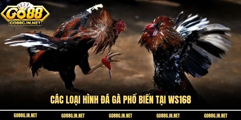 Các loại hình đá gà phổ biến tại WS168
