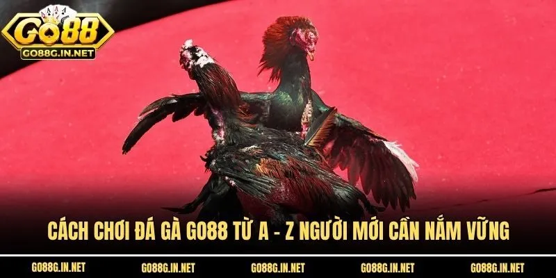 Cách Chơi Đá Gà Go88 Từ A - Z Người Mới Cần Nắm Vững