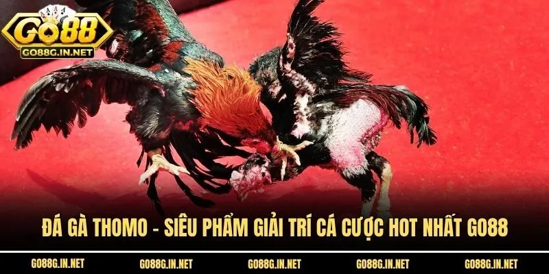 Đá Gà Thomo - Siêu Phẩm Giải Trí Cá Cược Hot Nhất Go88