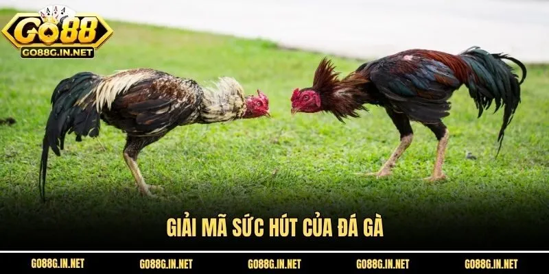 Giải mã sức hút của đá gà