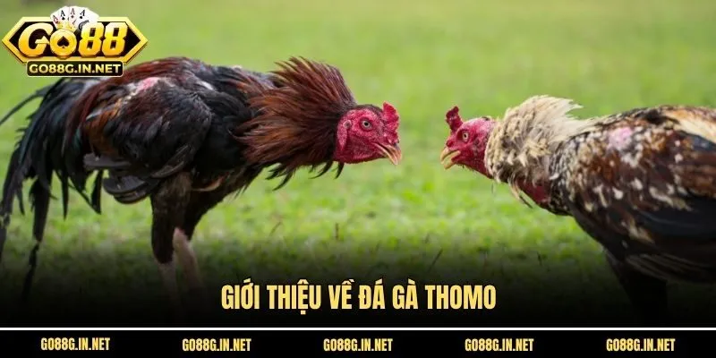 Giới thiệu về đá gà Thomo