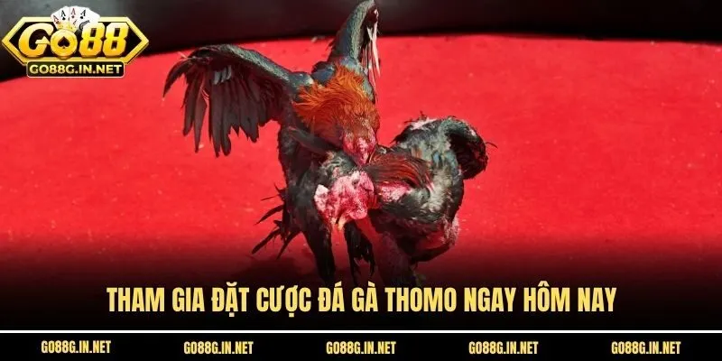 Tham gia đặt cược đá gà Thomo ngay hôm nay
