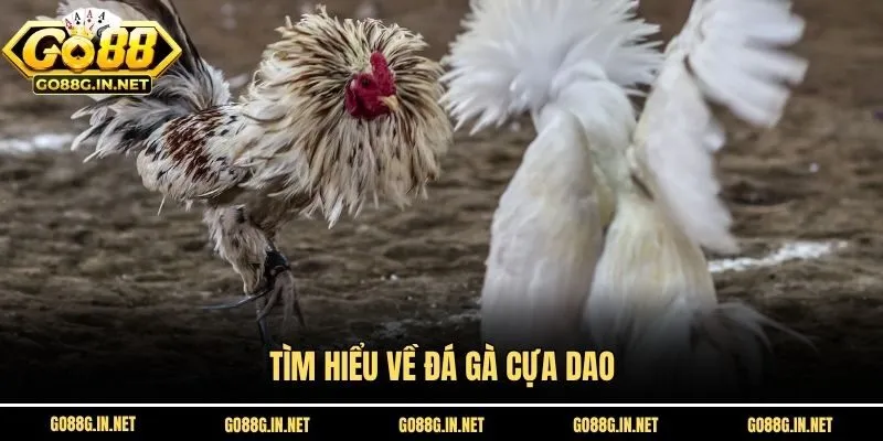 Tìm hiểu về đá gà cựa dao
